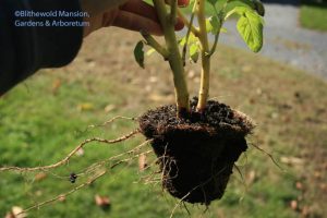 end of season dahlia that never grew out of a coir pot