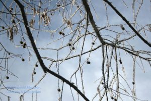 Dawn redwood bedecked