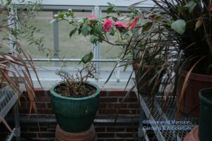 fuchsia - after (with a Camellia 'Chandleri Elegans' blooming overhead)