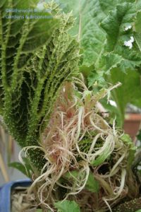 gunnera leaves?