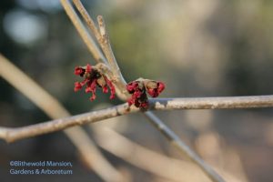 Hamamelis x intermedia 'Diane' 2-1-10