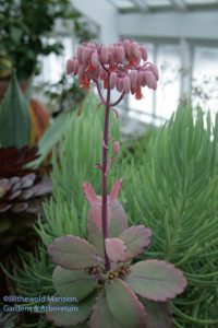 Kalanchoe pinnata ??