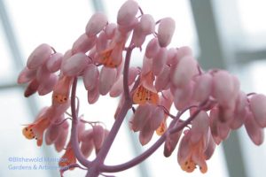 kalanchoe flower - a look up its skirts to see the green anthers