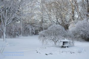 blanketed pond