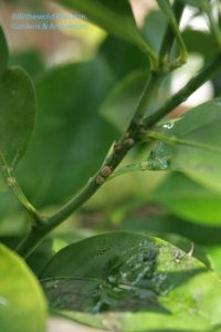 scale, honeydew and sooty mold on a dwarf kumquat 