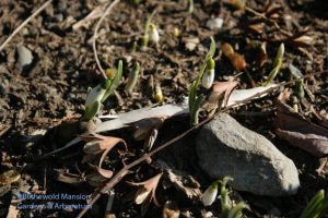 Galanthus - snowdrops ready to open