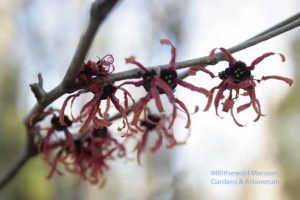 Hamamelis x intermedia 'Diane' 3-2-10