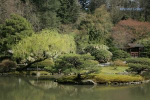 The Japanese Garden  (at the arboretum)