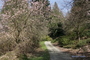 Washington Park Arboretum - a magnolia starting to open