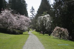 Washington Park Arboretum - the cherries in bloom