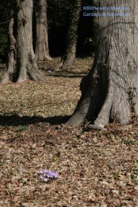 Crocus in the Bosquet