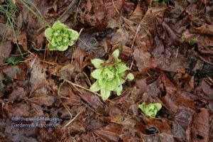 Petasites japonicus - butterbur 3-15-10