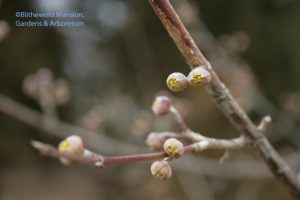 Cornus mas - Cornelian cherry buds before the rain