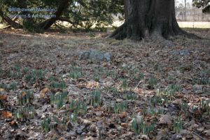 Daffodils are up