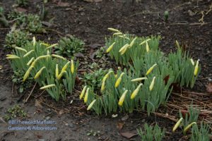 first daffs thinking about opening