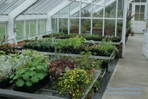 Greenhouse benches  are filling up