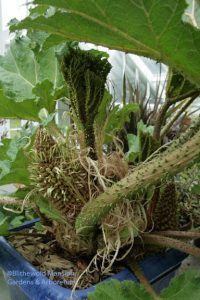 Gunnera in flower 