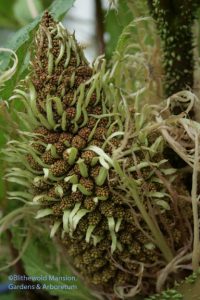 Gunnera manicata flower - detail 