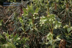 Helleborus foetidus - stinking hellebore