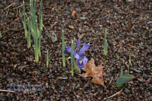 a solitary Iris reticulata in the North Garden