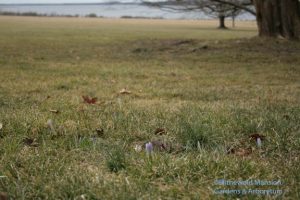 Crocus in the lawn 