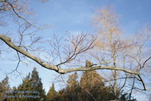 Japanese maple buds and willow haze