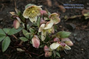 muddy hellebore 3-15-10