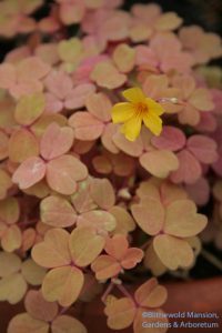 Oxalis 'Copper Glow' in the greenhouse