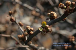 mouse ears on a quince - Chaenomeles contorta 