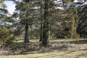 a giant sequoia in the barber chair 