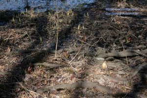 skunk cabbage (Symplocarpus foetidus) eye test