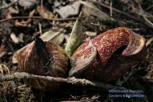 Symplocarpus foetidus - skunk cabbage 