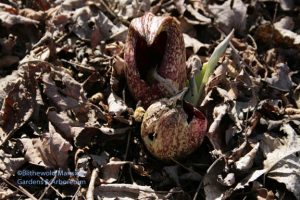 a honeybee working out how to get into the skunk cabbage flower