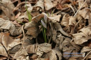 Crocus coming up through the Lady's mantle (Alchemilla mollis)