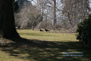 Turkeys out for a stoll