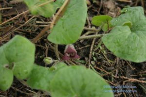 Asarum canadensis 4-16-10