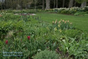 North Garden tulips - Pimpernel (red), Amazone (apricot), Jackpot (purple)