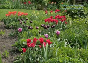'Amazone', 'Pimpernel', 'Jackpot' in the North Garden 