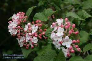 Viburnum carlesii - Korean spicebush in bloom a good two weeks early