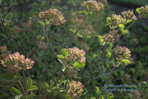 Viburnum carlesii 'Compactum' in bud 4-12