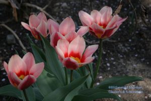 Tulip 'Analita' in the Rose Garden