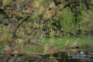 High bush blueberry High bush blueberry - Vaccinum corymbosum