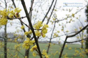 Cornus mas (Cornelian cherry) 4-1-10