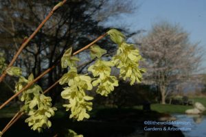 Corylopsis glabrescens 'Longwood Chimes' - winterhazel in the Water Garden