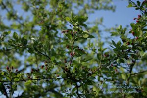 Malus floribunda - crabapple in fat bud 4-12