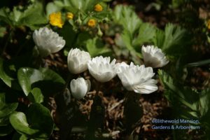 Sanguinaria canadensis 'Plena' - bloodroot