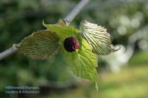 brand new flower of Davidia involucrata - Dove tree 