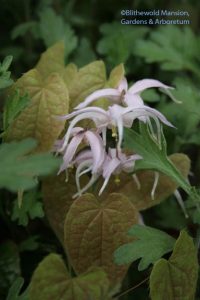 Epimedium sp.