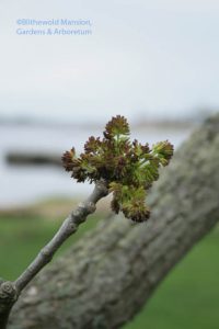 Ash flower bud burst (Fraxinus pennsylvanica - I think)