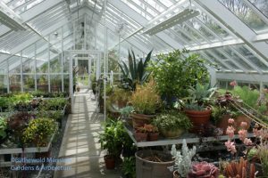 the sun streaming into the greenhouse - a welcome change from rain.